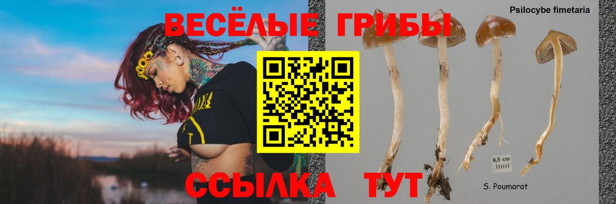 Псилоцибиновые грибы прущие грибы Стрежевой